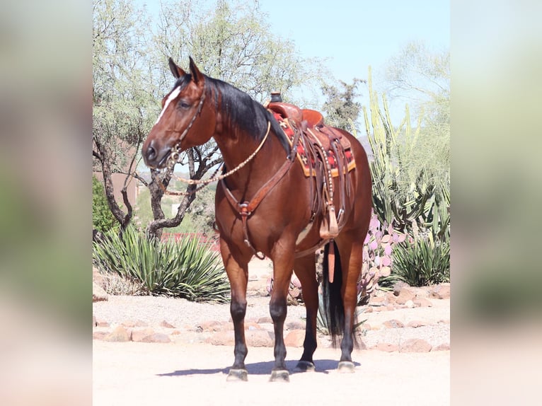 Paint Horse Caballo castrado 7 años 160 cm Castaño rojizo in Cave Creek, AZ