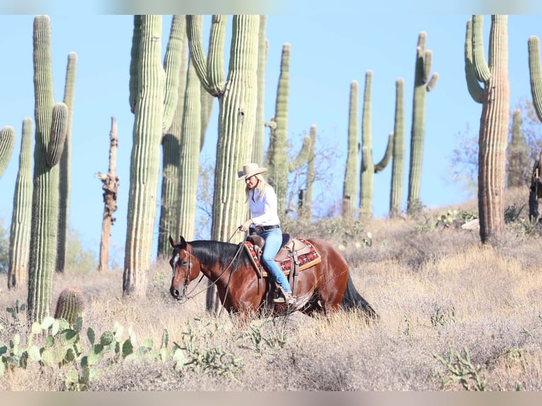 Paint Horse Caballo castrado 7 años 160 cm Castaño rojizo in Cave Creek, AZ