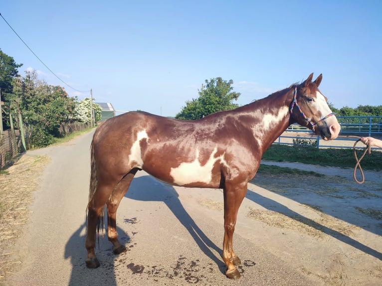 Paint Horse Mestizo Caballo castrado 7 años 160 cm Overo-todas las-capas in Langerwehe