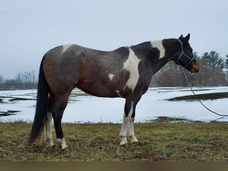 Paint Horse Caballo castrado 7 años 168 cm Ruano azulado in Joy