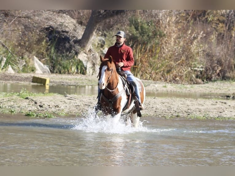 Paint Horse Caballo castrado 7 años Alazán-tostado in PAICINES, CA