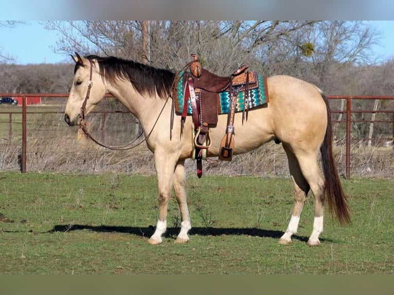 Paint Horse Caballo castrado 7 años Buckskin/Bayo in Stephenville, TX