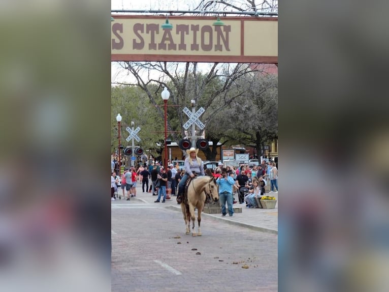 Paint Horse Caballo castrado 7 años Buckskin/Bayo in Stephenville, TX