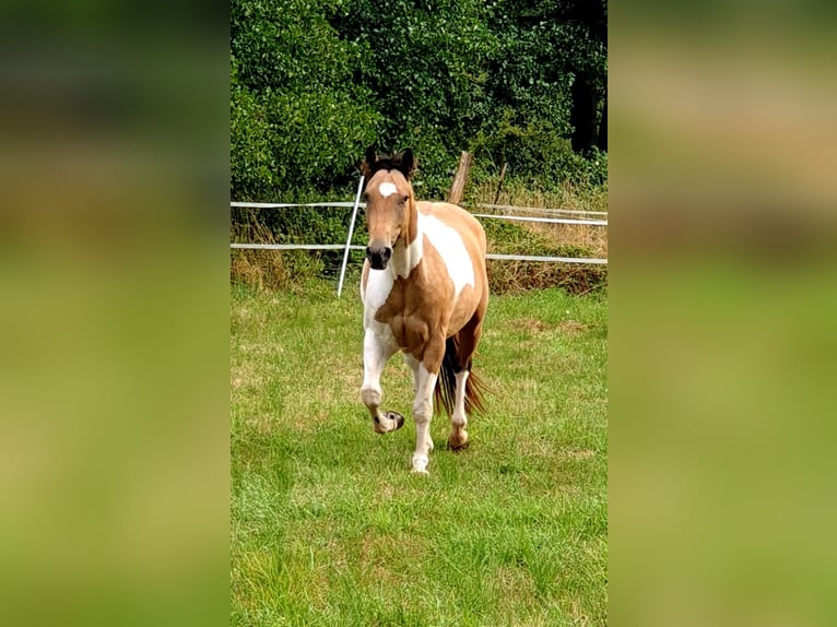Paint Horse Caballo castrado 7 años Buckskin/Bayo in Steinbach am Glan