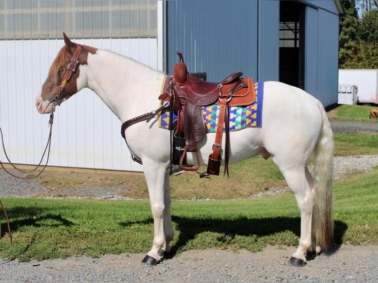 Paint Horse Mestizo Caballo castrado 7 años in Allentown, NJ