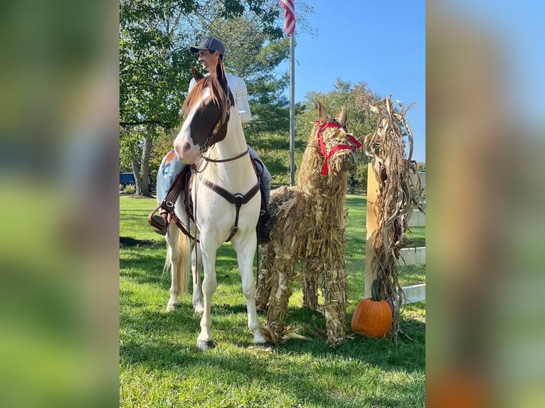 Paint Horse Mestizo Caballo castrado 7 años in Allentown, NJ