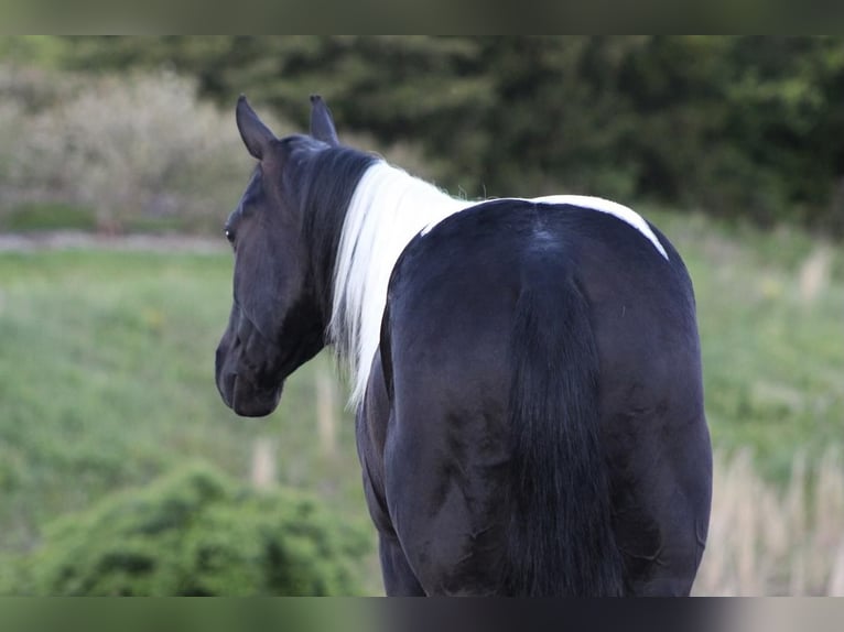 Paint Horse Mestizo Caballo castrado 7 años in Millerstown, PA