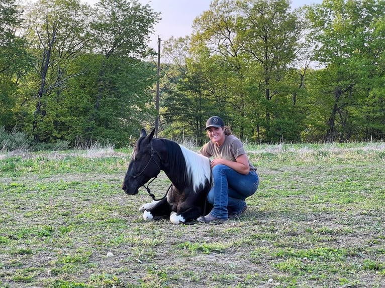 Paint Horse Mestizo Caballo castrado 7 años in Millerstown, PA