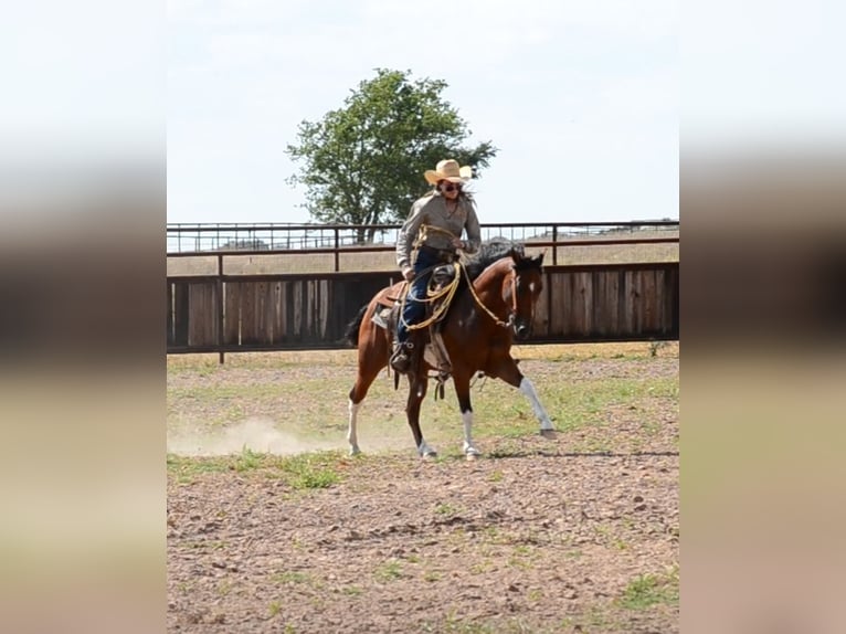 Paint Horse Caballo castrado 8 años 142 cm Pío in Killeen