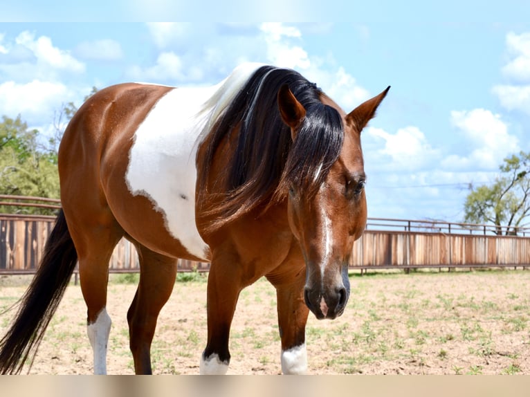 Paint Horse Caballo castrado 8 años 142 cm Pío in Killeen