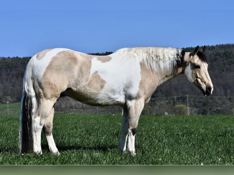 Paint Horse Mestizo Caballo castrado 8 años 145 cm Pío in Rebersburg