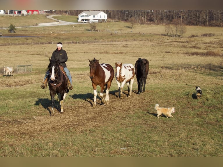 Paint Horse Mestizo Caballo castrado 8 años 147 cm in Millersburg, OH