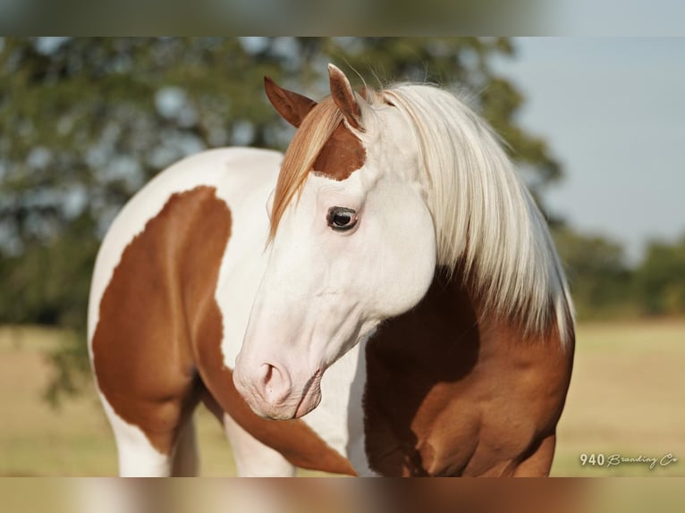 Paint Horse Caballo castrado 8 años 147 cm in Addison, TX