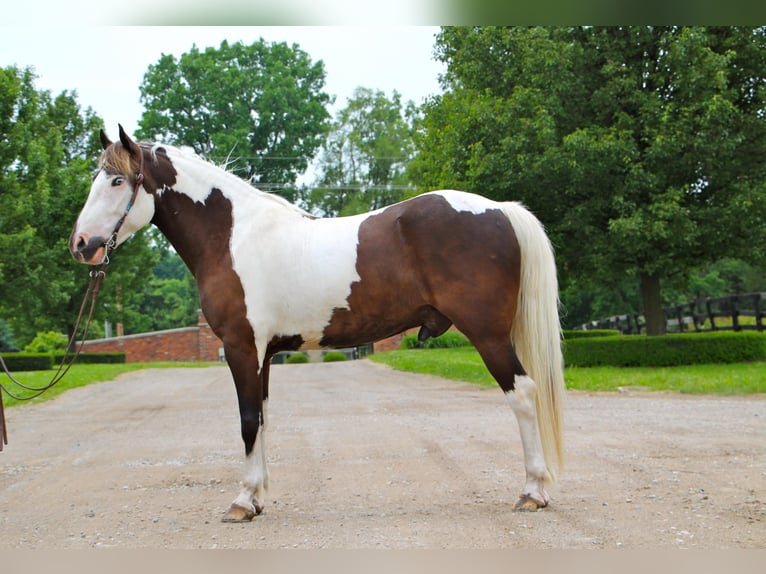 Paint Horse Caballo castrado 8 años 147 cm Tobiano-todas las-capas in Highland Mi