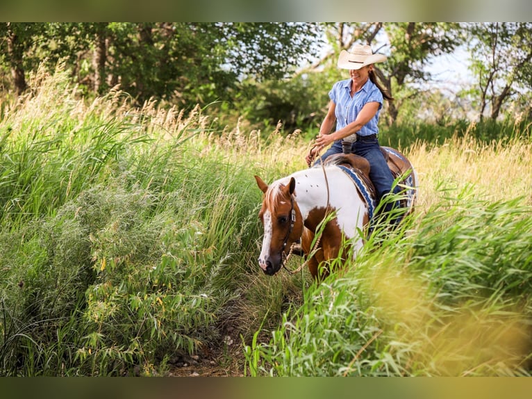 Paint Horse Caballo castrado 8 años 150 cm Alazán-tostado in Lake Lillian MN