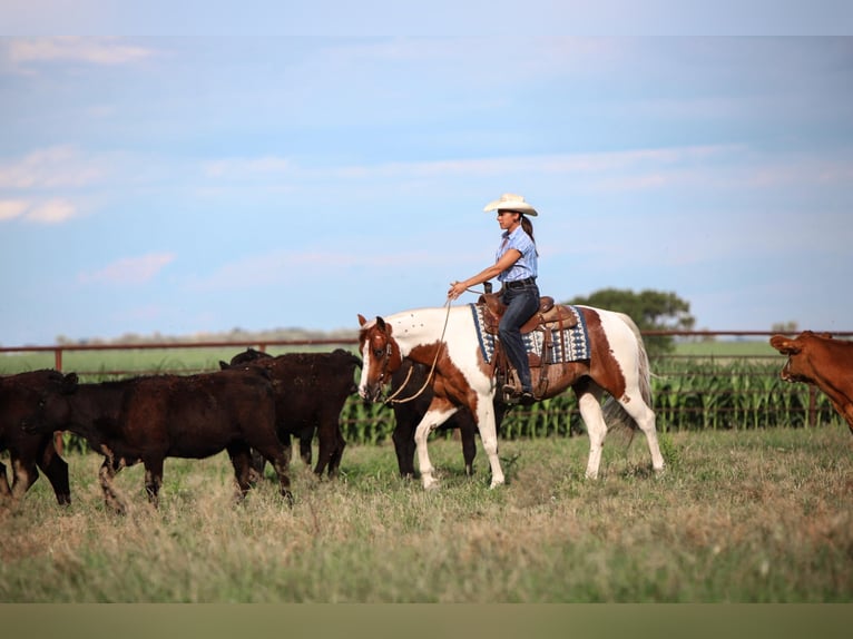 Paint Horse Caballo castrado 8 años 150 cm Alazán-tostado in Lake Lillian MN