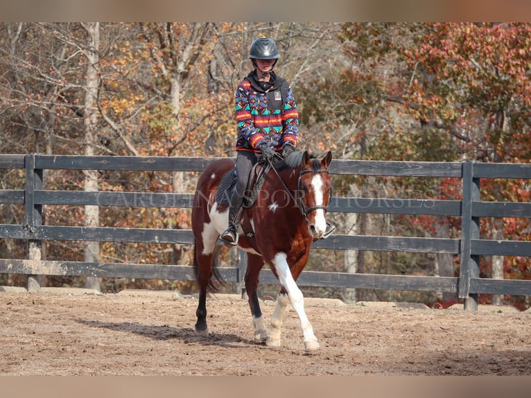 Paint Horse Caballo castrado 8 años 150 cm in Clover, SC