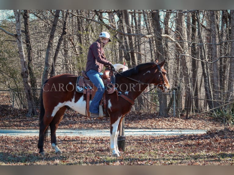 Paint Horse Caballo castrado 8 años 150 cm in Clover, SC