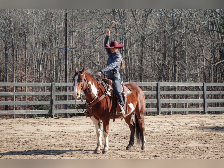 Paint Horse Caballo castrado 8 años 150 cm in Clover, SC