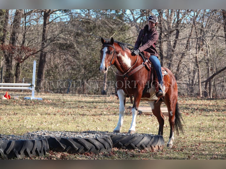 Paint Horse Caballo castrado 8 años 150 cm in Clover, SC