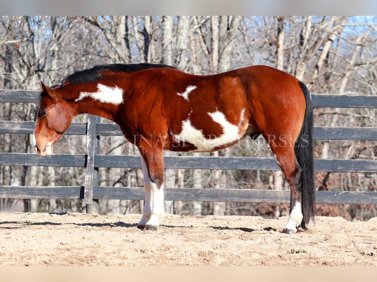 Paint Horse Caballo castrado 8 años 150 cm in Clover, SC