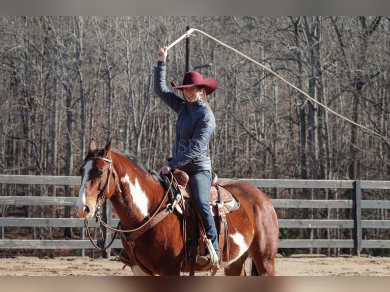 Paint Horse Caballo castrado 8 años 150 cm in Clover, SC