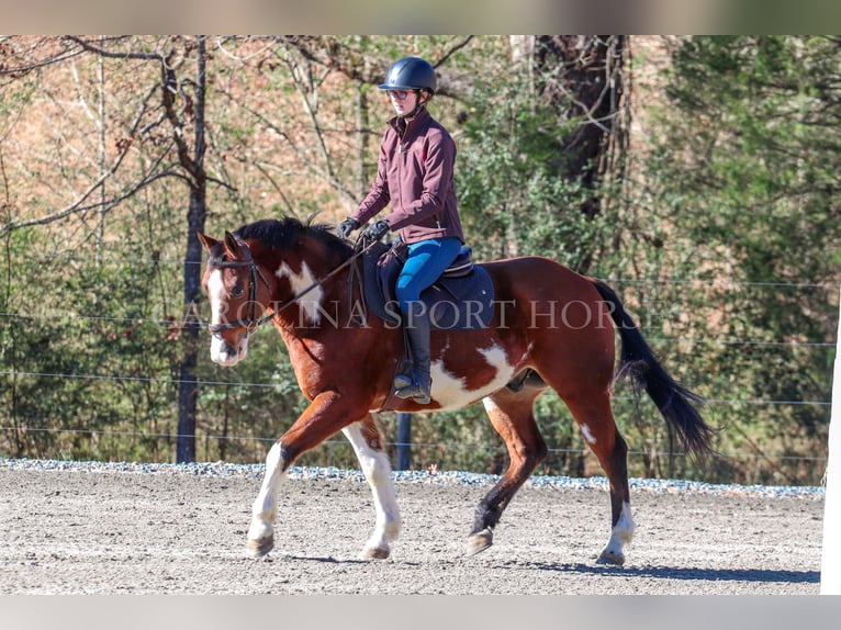 Paint Horse Caballo castrado 8 años 150 cm in Clover, SC