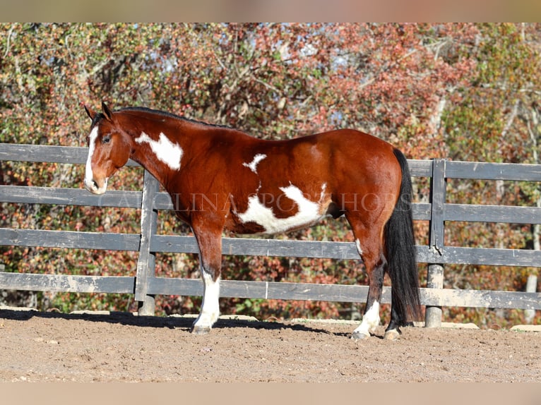 Paint Horse Caballo castrado 8 años 150 cm in Clover, SC