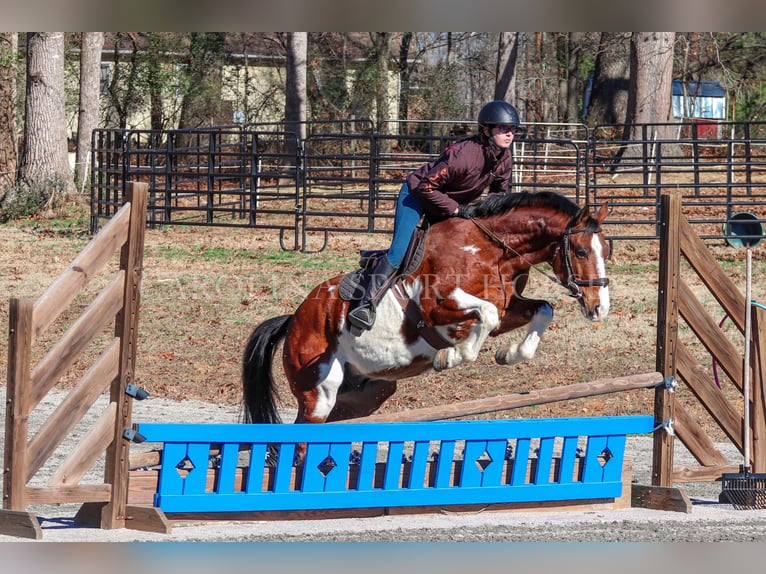 Paint Horse Caballo castrado 8 años 150 cm in Clover, SC