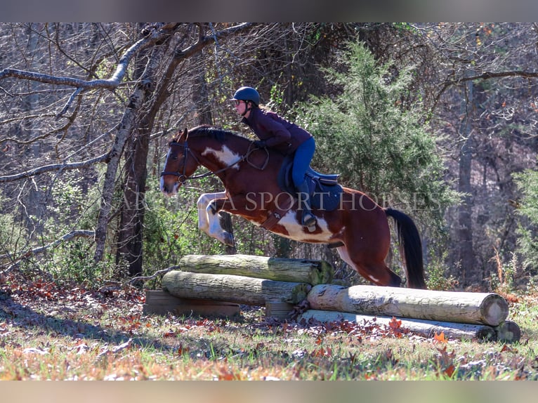 Paint Horse Caballo castrado 8 años 150 cm in Clover, SC