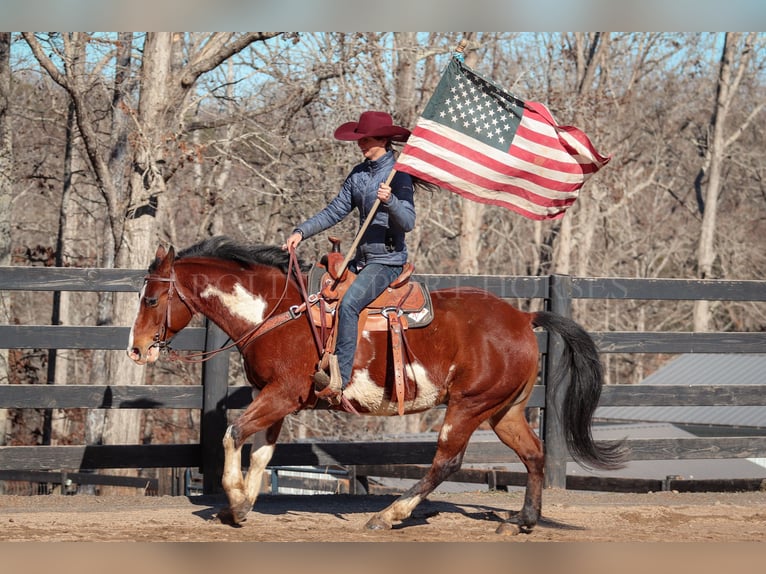 Paint Horse Caballo castrado 8 años 150 cm in Clover, SC