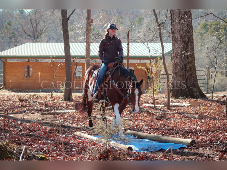 Paint Horse Caballo castrado 8 años 150 cm in Clover, SC