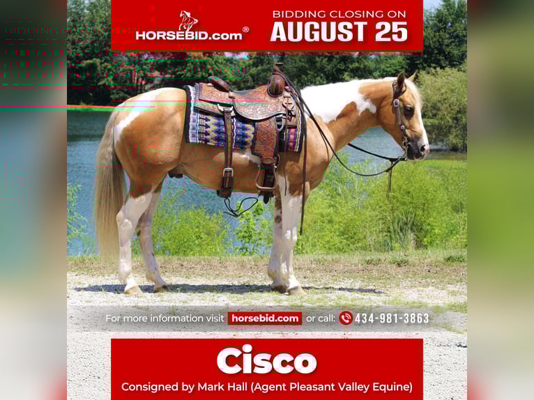 Paint Horse Caballo castrado 8 años 150 cm Tobiano-todas las-capas in Robards