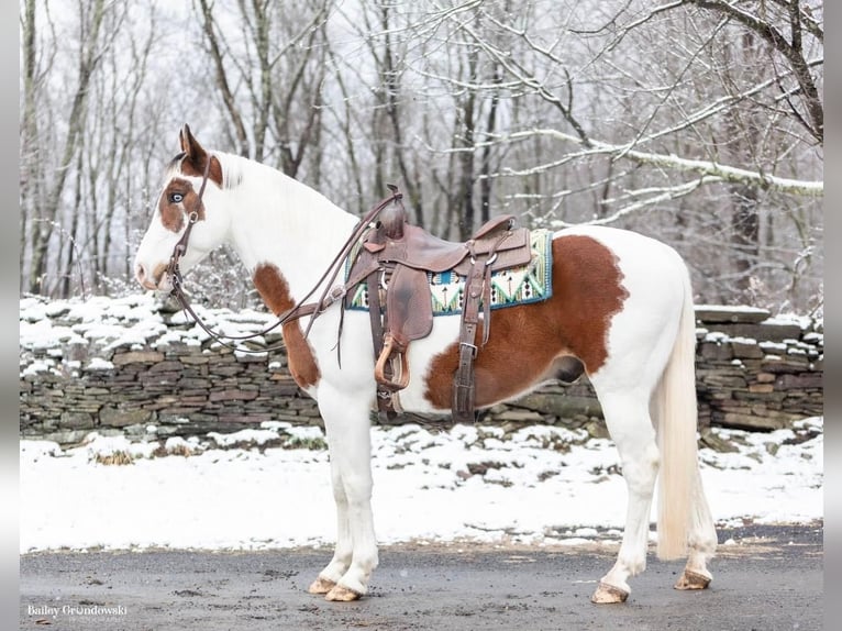 Paint Horse Caballo castrado 8 años 150 cm Tobiano-todas las-capas in Everette Pa
