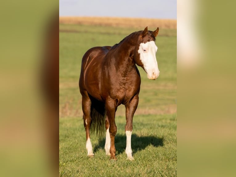 Paint Horse Caballo castrado 8 años 152 cm Alazán-tostado in Decorah, IA