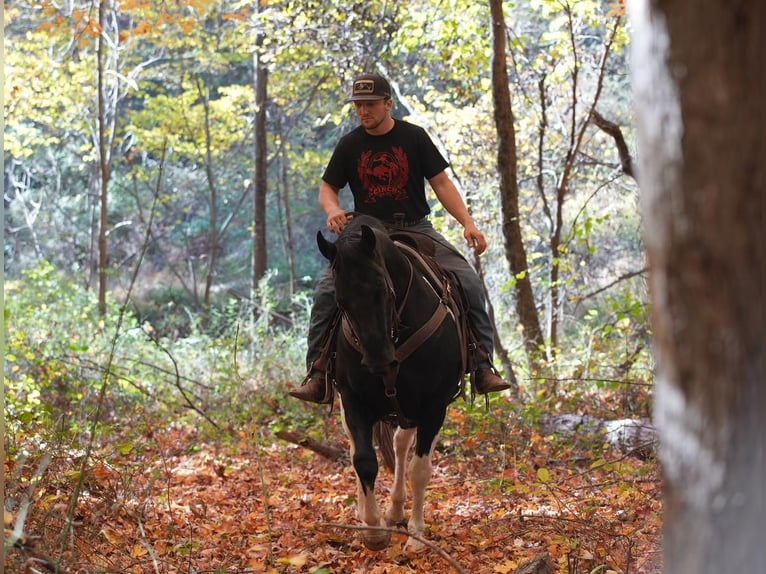 Paint Horse Caballo castrado 8 años 152 cm in Needmore, PA