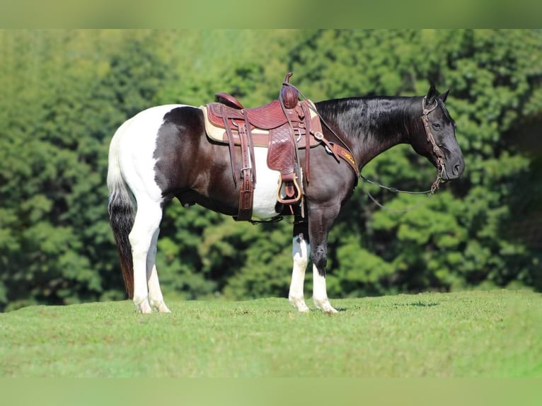 Paint Horse Caballo castrado 8 años 152 cm in Needmore, PA