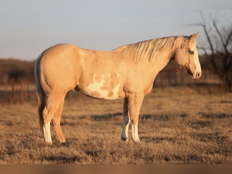 Paint Horse Caballo castrado 8 años 152 cm Palomino in Camp Verde, AZ