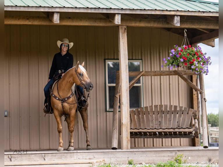 Paint Horse Caballo castrado 8 años 152 cm Palomino in Nevis, MN