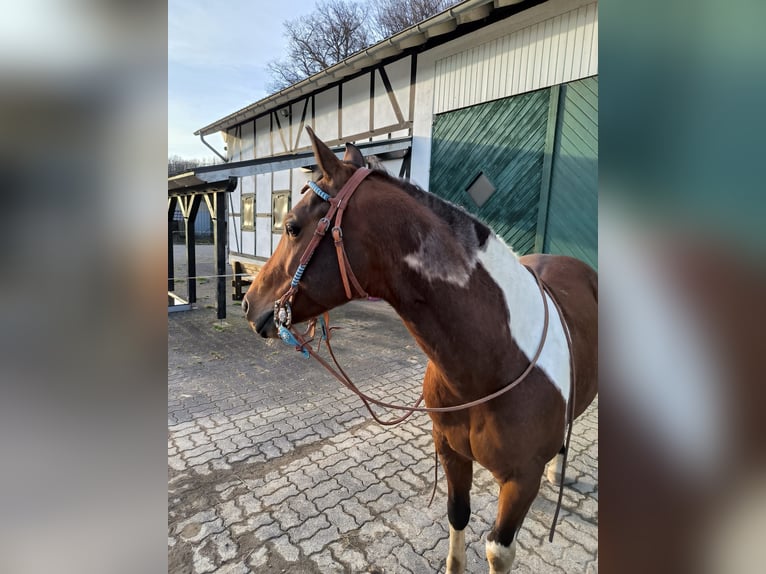 Paint Horse Caballo castrado 8 años 152 cm Tobiano-todas las-capas in Reichshof
