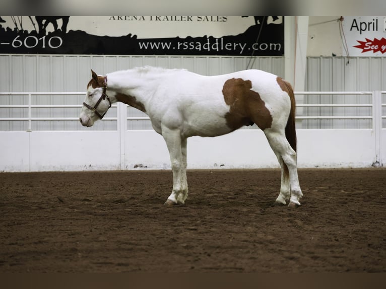 Paint Horse Caballo castrado 8 años 152 cm Tovero-todas las-capas in Cannon Falls, MN