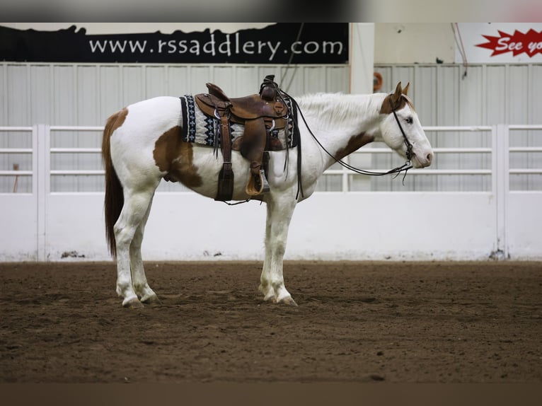 Paint Horse Caballo castrado 8 años 152 cm Tovero-todas las-capas in Cannon Falls, MN