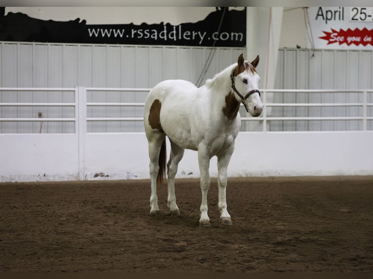 Paint Horse Caballo castrado 8 años 152 cm Tovero-todas las-capas in Cannon Falls, MN