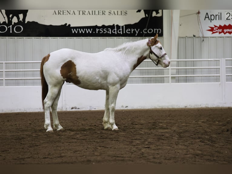 Paint Horse Caballo castrado 8 años 152 cm Tovero-todas las-capas in Cannon Falls, MN