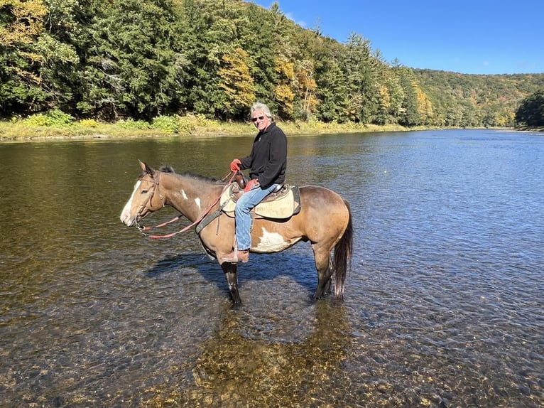 Paint Horse Caballo castrado 8 años 155 cm Buckskin/Bayo in Hilliard, OH
