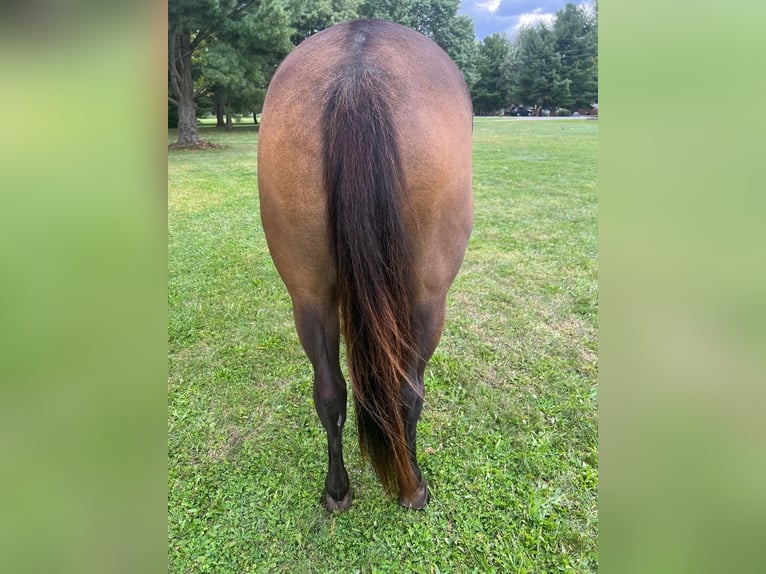 Paint Horse Caballo castrado 8 años 155 cm Buckskin/Bayo in Hilliard, OH