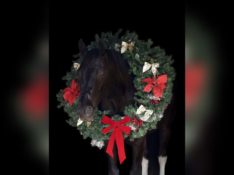 Paint Horse Caballo castrado 8 años 155 cm Negro in Huntsville