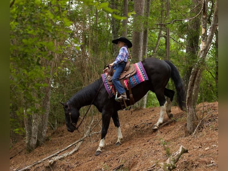 Paint Horse Caballo castrado 8 años 155 cm Negro in Huntsville