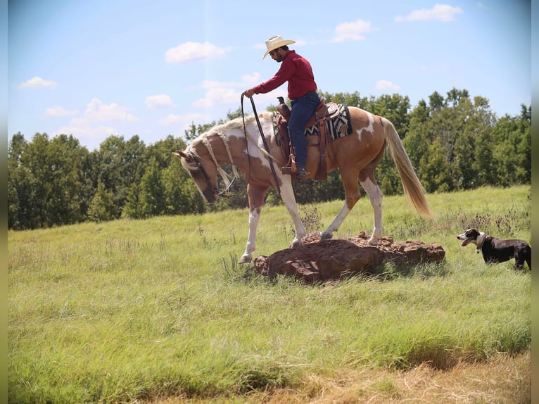 Paint Horse Caballo castrado 8 años 155 cm Pío in Grand Saline