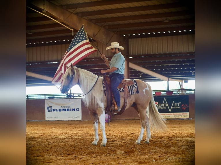 Paint Horse Caballo castrado 8 años 155 cm Pío in Grand Saline